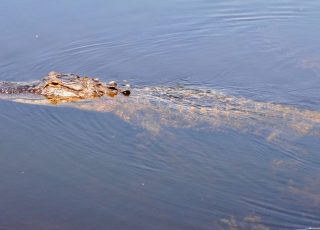 Alligator Swims Away And Shows Off His Scaley Back