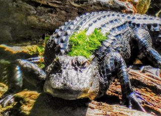 Young Gator At Silver Springs State Park: “Do I Have Something On My Back?”