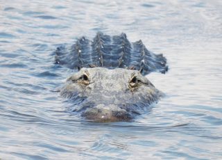 Gator Swimming Head-On At Lake Apopka Wildlife Drive
