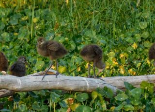 Family Of Young Limpkin Chicks At Alachua Sink