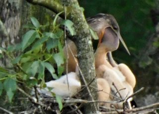 Young Anhinga Enjoys Dinner Fresh From Mother At Silver Springs