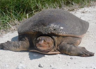 Chinese Soft-Shell Turtle Wandering At Lake Apopka Wildlife Drive