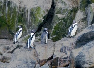 Humboldt Penguins In Peru's Palomino Islands