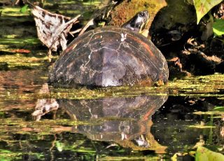 Hard-Shell Turtle At Silver Springs Reflected Into Sphere