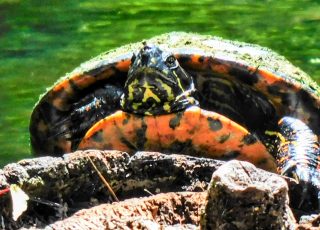 Silver Springs Turtle Pokes Head Out Of Shell