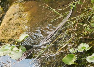 Small Gator Swimming Under Ross Allen Boardwalk At Silver Springs State Park