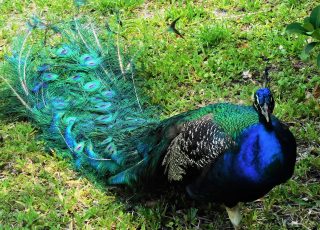 Peacock Shows Off His Feathers At Weeki Wachee State Park