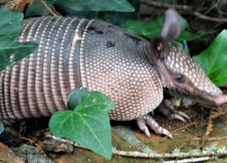 Armadillos Busily Exploring Flower Bed At Silver Springs