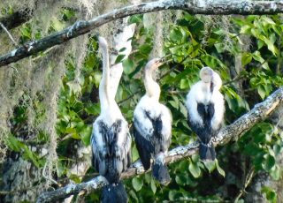 Trio Of Young Anhingas At Silver Springs