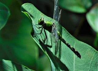 Dragonfly Sitting On A Leaf At Silver Springs State Park