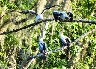 More Anhinga Antics In The Nest At Silver Springs