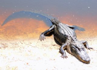 Gator Cools Down While Sunning At La Chua Trail