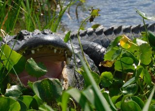 Paynes Prairie Gator Shows Off His Pearly-Whites