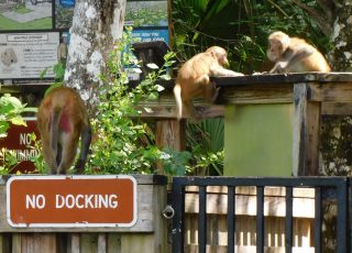 Troup Of Monkeys Hanging Out On Dock At Silver Springs
