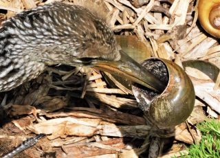 Young Limpkin Devours Snail At LaChua Trail