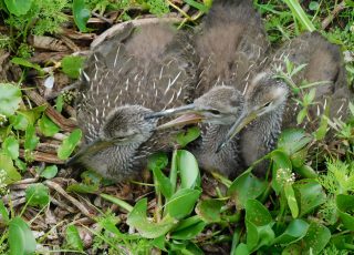 Month-Old Limpkin Chicks At Alachua Sink At Paynes Prairie State Park