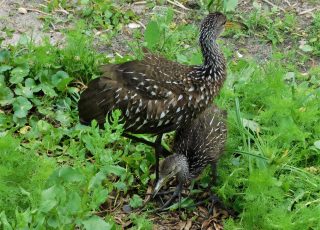 Limpkin Parent Teaching Chick To Hunt For Snails