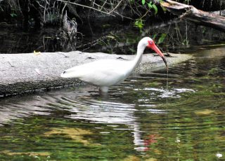 Ibis Takes A Drink At Silver River