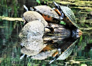 Turtles Reflected While Sunning On A Bent Tree Stump