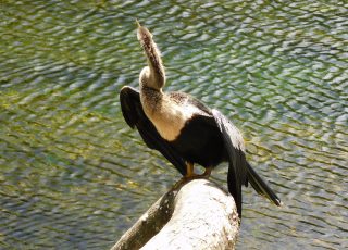 Anhinga Poses Perched On Silver Springs’ Horseshoe Palm Tree