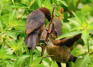Tiny Warblers Share A Snack Under Wetland Vegetation