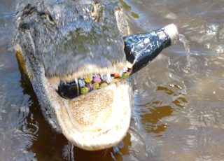 Alligator Chomps On Metal Water Bottle At La Chua Trail