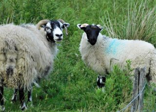Pair of Scottish Blackface Sheep In England