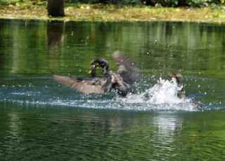 Pair Of Cormorants Fighting Over A Fish At Silver Springs