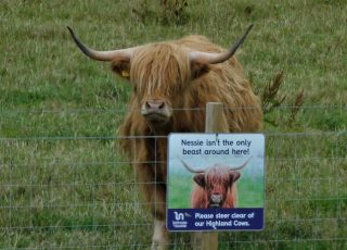 The Highland Cow: Scotland’s Other Native “Monster”