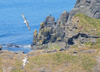 Seagulls Flying Over The Cliffs of Moher, On Ireland’s North Atlantic Coast