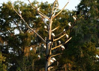 Tree Full Of Ibis At Silver Springs State Park