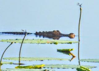 Alligator Swimming Amid Wetland Wildflowers At Paynes Prairie