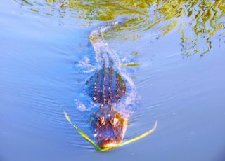 Gator Found Something, Swimming At Sweetwater Wetlands Park