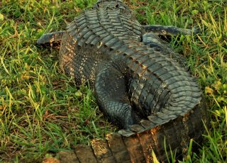 Large Gator Rests In The Grass Under The LaChua Trail Boardwalk