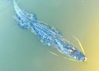 Gator Swimming On A Sunny Morning At Sweetwater Wetlands Park