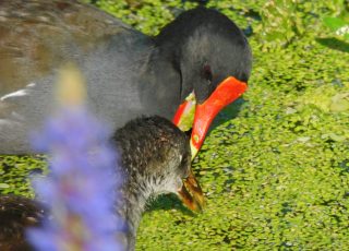 Moorehen and Chicks Pecking on Vegetation At Sweetwater Wetlands