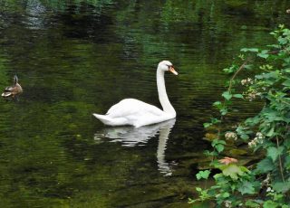 Swan Reflected In A Pond In England’s Lake District