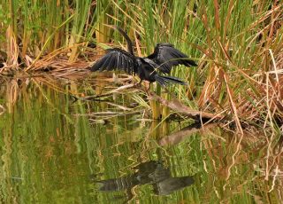 Anhinga Reflected In Water At Lake Apopka Wildlife Drive