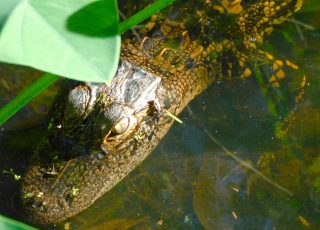 Young Gator Under Vegetation In Shallow Water
