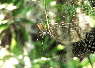Spider Builds A Huge Web At Payne’s Prairie