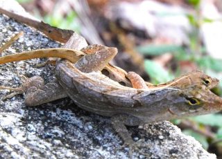 Pair Of Small Anole Lizards Mating At Silver Springs State Park