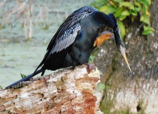 Anhinga Perched On A Broken Tree Limb At Silver Springs