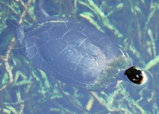 Hardshell Turtle Swimming Underwater At Silver Springs Head Spring