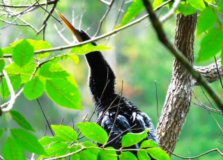 Anhinga In A Tree At Silver Springs