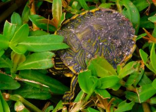 Tiny Baby Turtle Exploring In The Grass At LaChua Trail