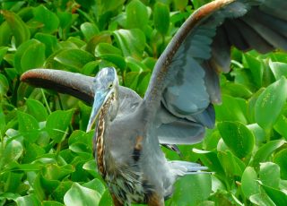 Great Blue Heron Flaps And Shows Off His Impressive Wing Span