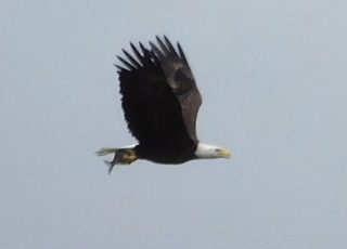 Bald Eagle Flying High, Carrying A Fish