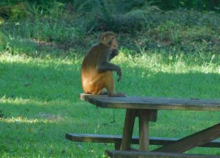 Silver Springs Monkey Sits On A Picnic Table