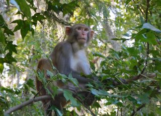 Rhesus Monkey In A Tree At Silver Springs State Park