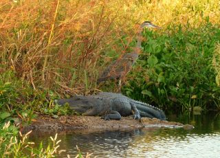 Gator and Great Blue Heron Hanging Out At LaChua Trail